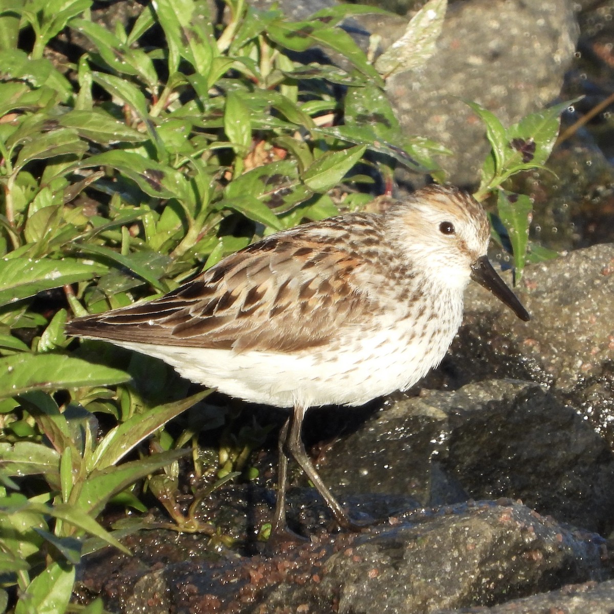 Bergstrandläufer - ML638799045
