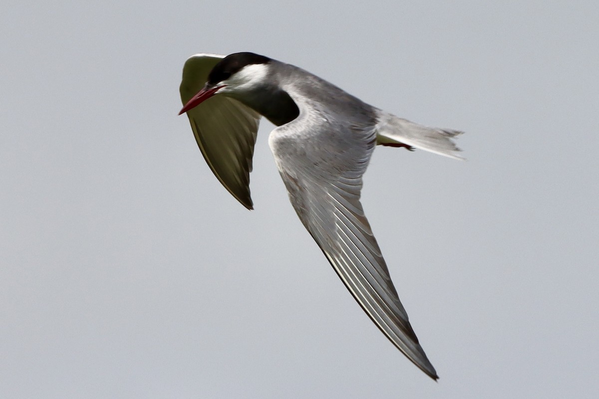Whiskered Tern - ML638799069
