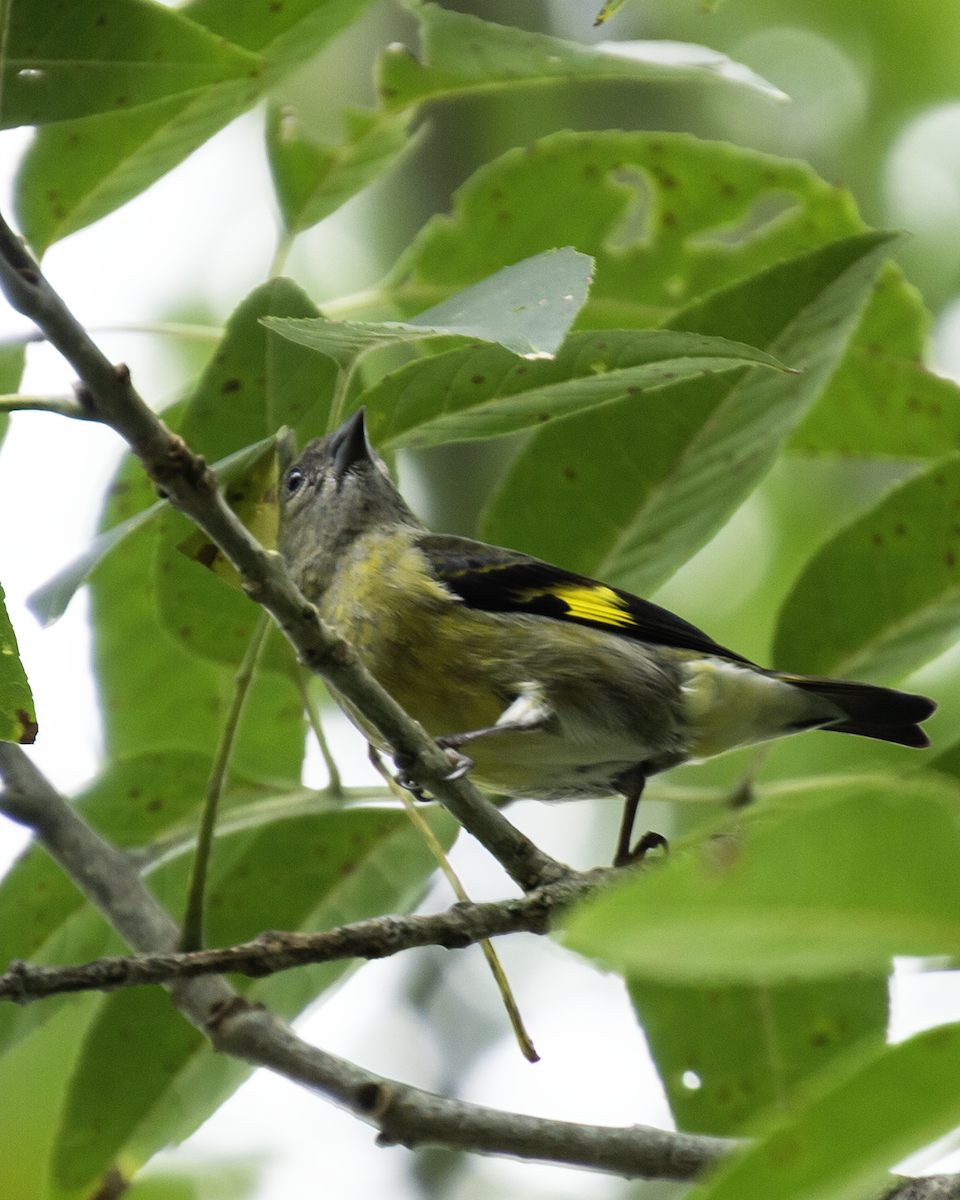 Yellow-bellied Siskin - ML638799092