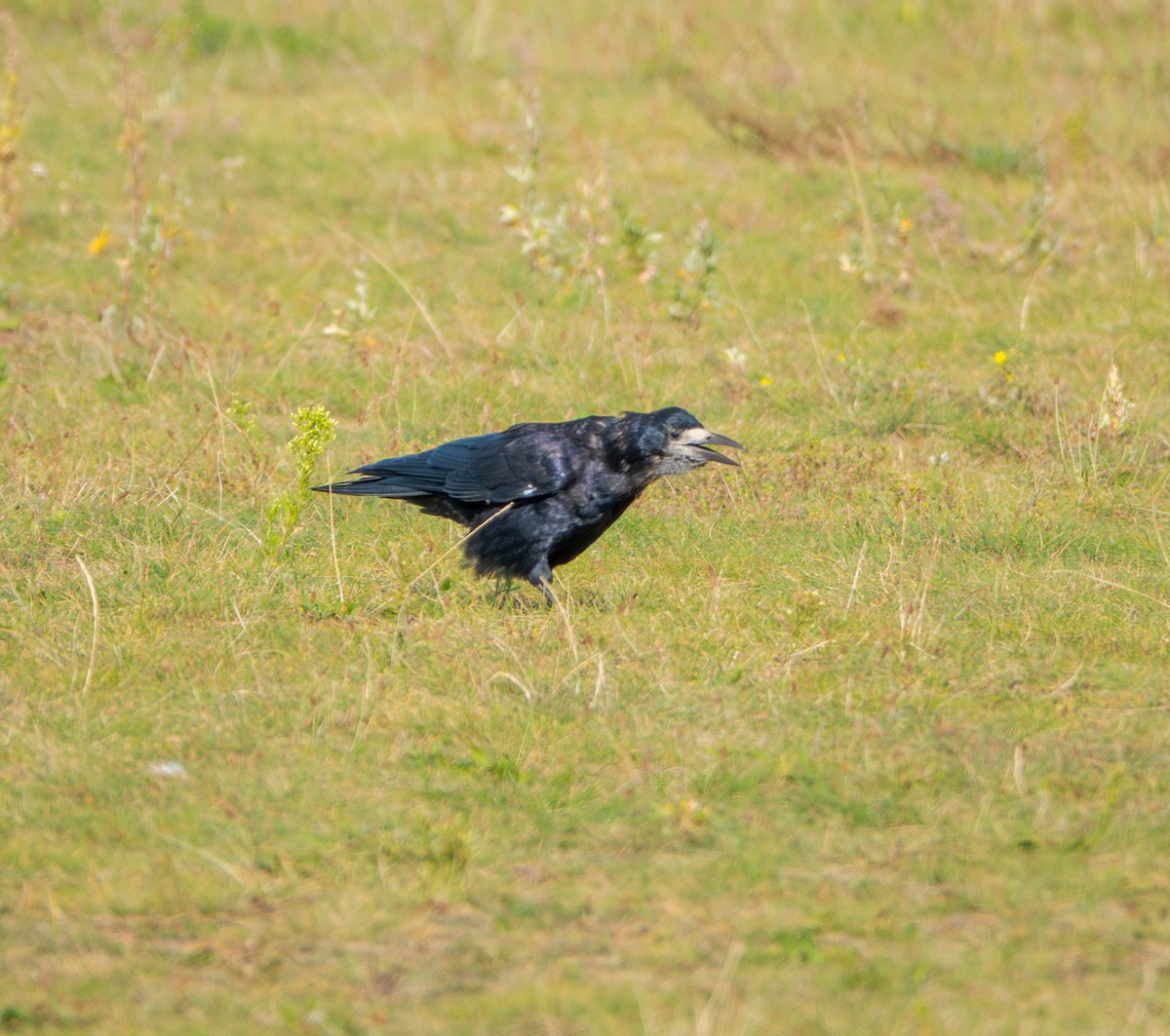 Rook - ML638799099