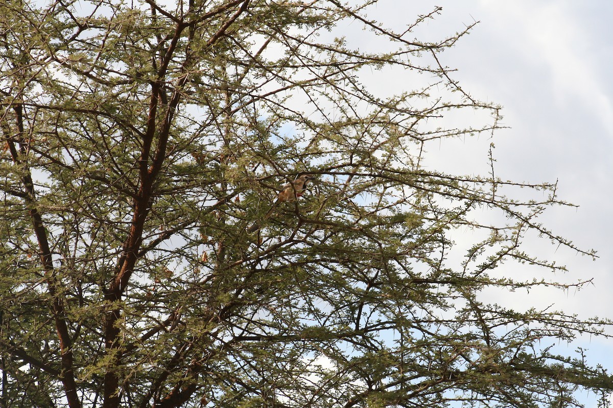 Rosy-patched Bushshrike - ML638799109