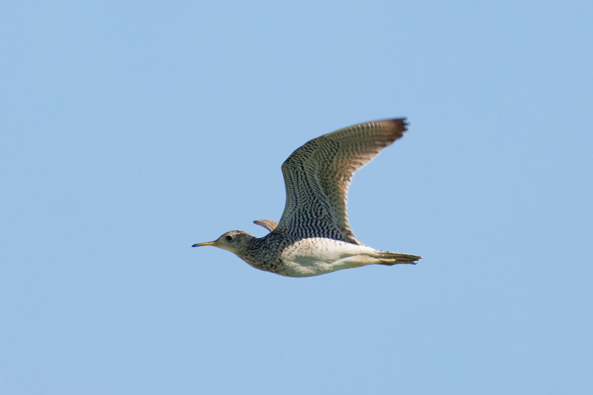 Upland Sandpiper - ML638799149
