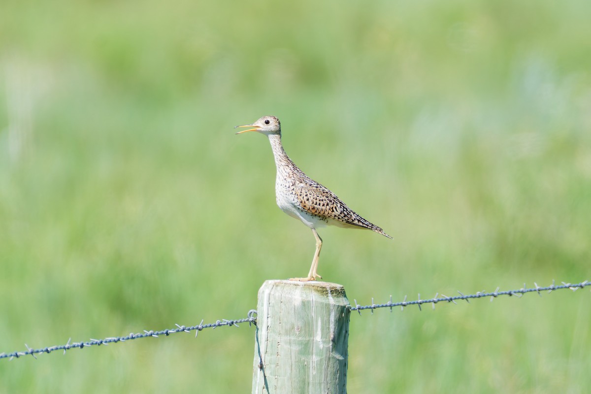 Upland Sandpiper - ML638799150