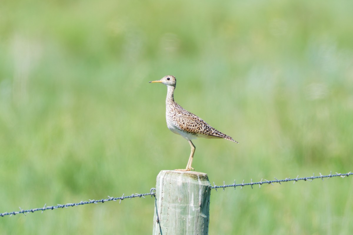 Upland Sandpiper - ML638799151