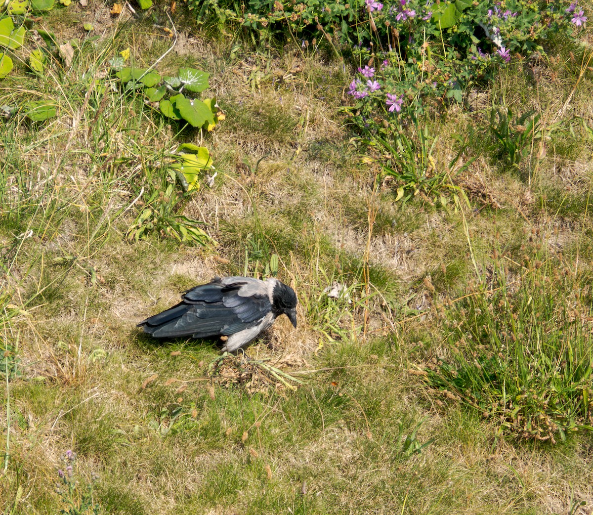 Hooded Crow - ML638799162