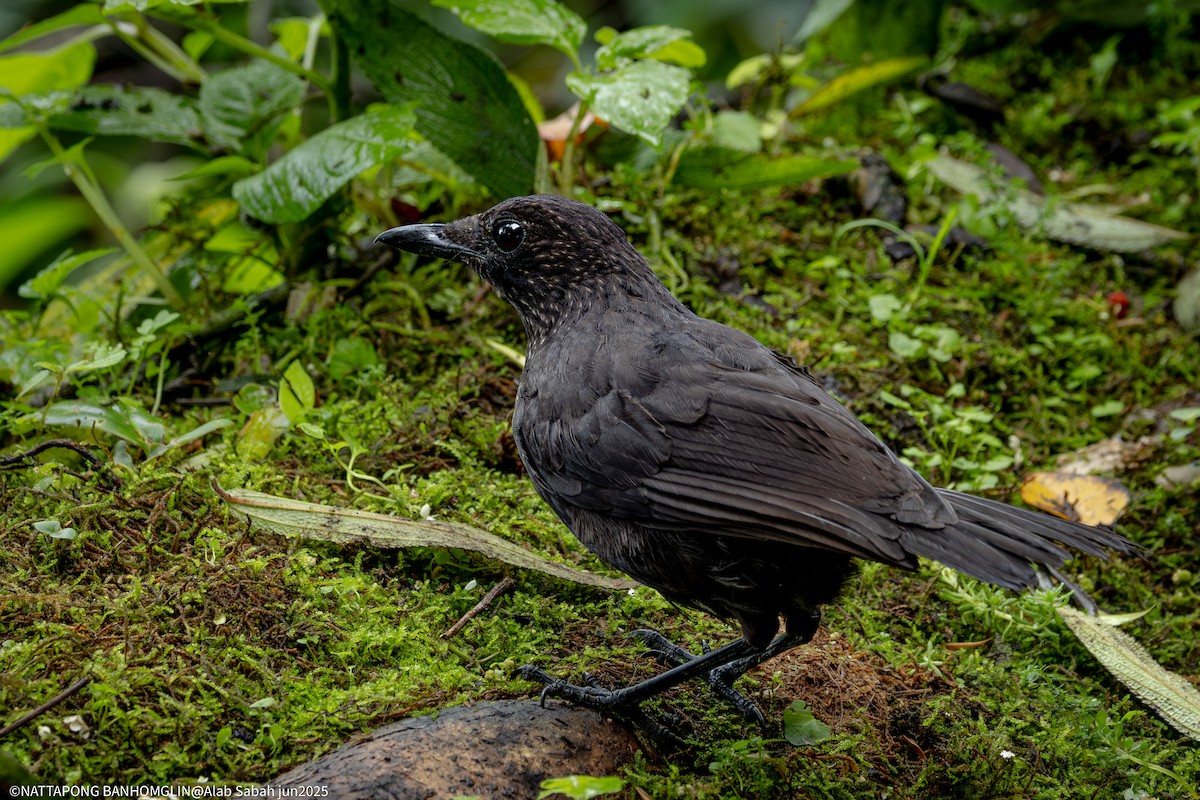 Bornean Whistling-Thrush - ML638799171