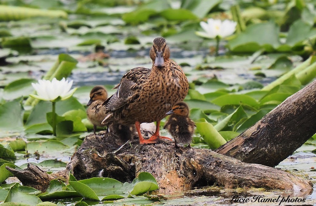 Mallard - ML638799191