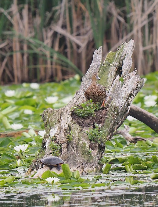 Mallard - ML638799195