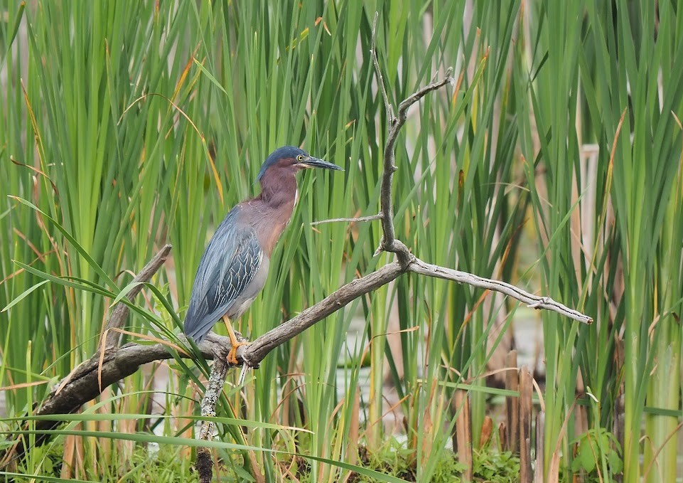 Green Heron - ML638799212