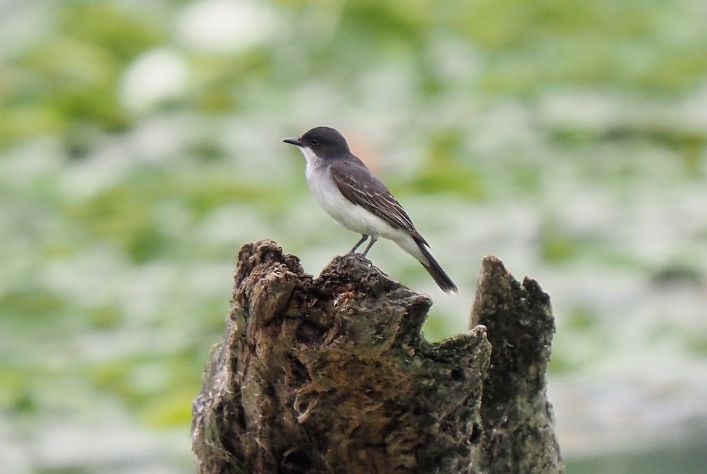 Eastern Kingbird - ML638799223