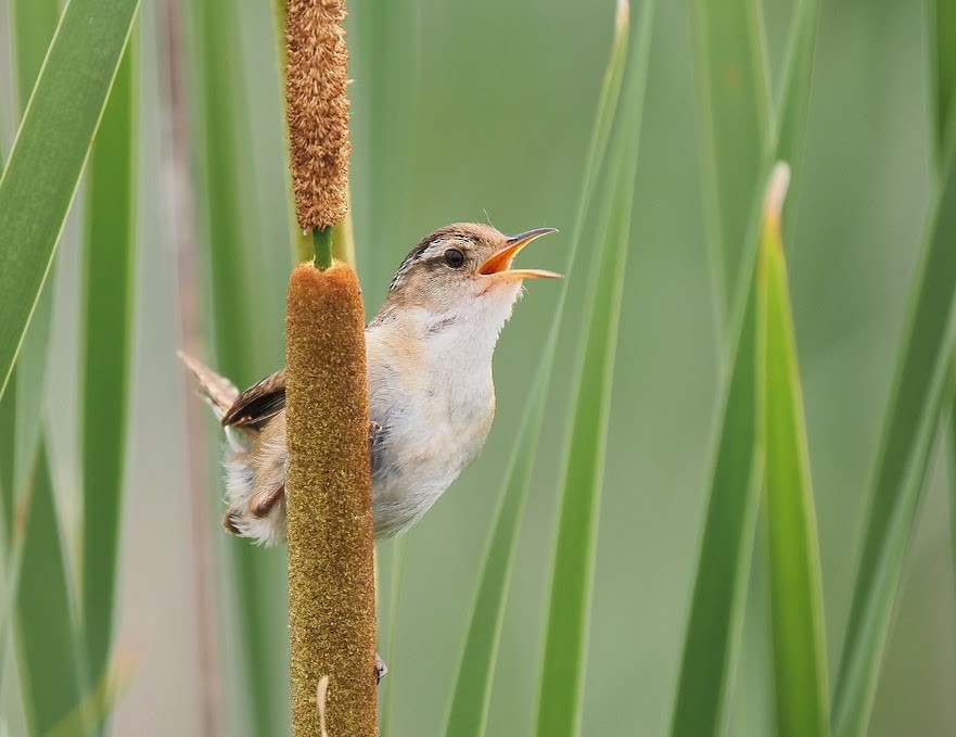 Marsh Wren - ML638799241