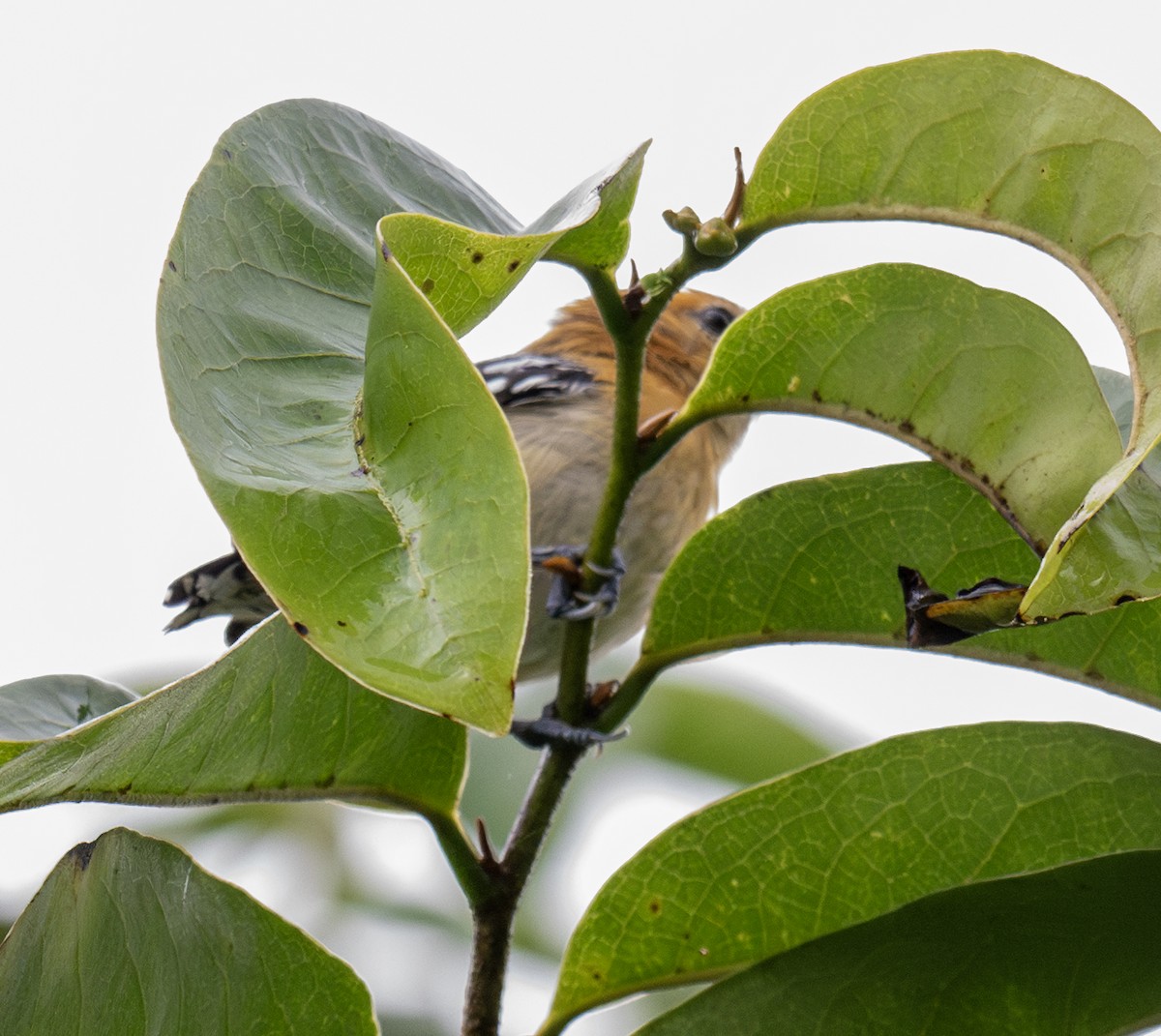 Pacific Antwren - ML638799243