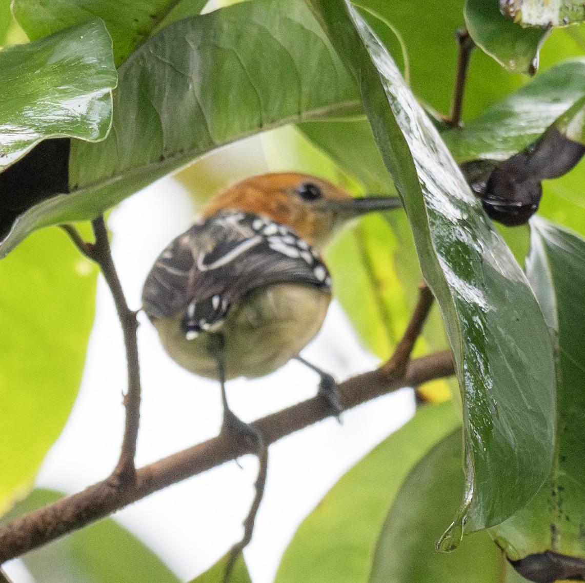 Pacific Antwren - ML638799244