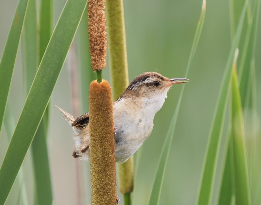 Marsh Wren - ML638799245