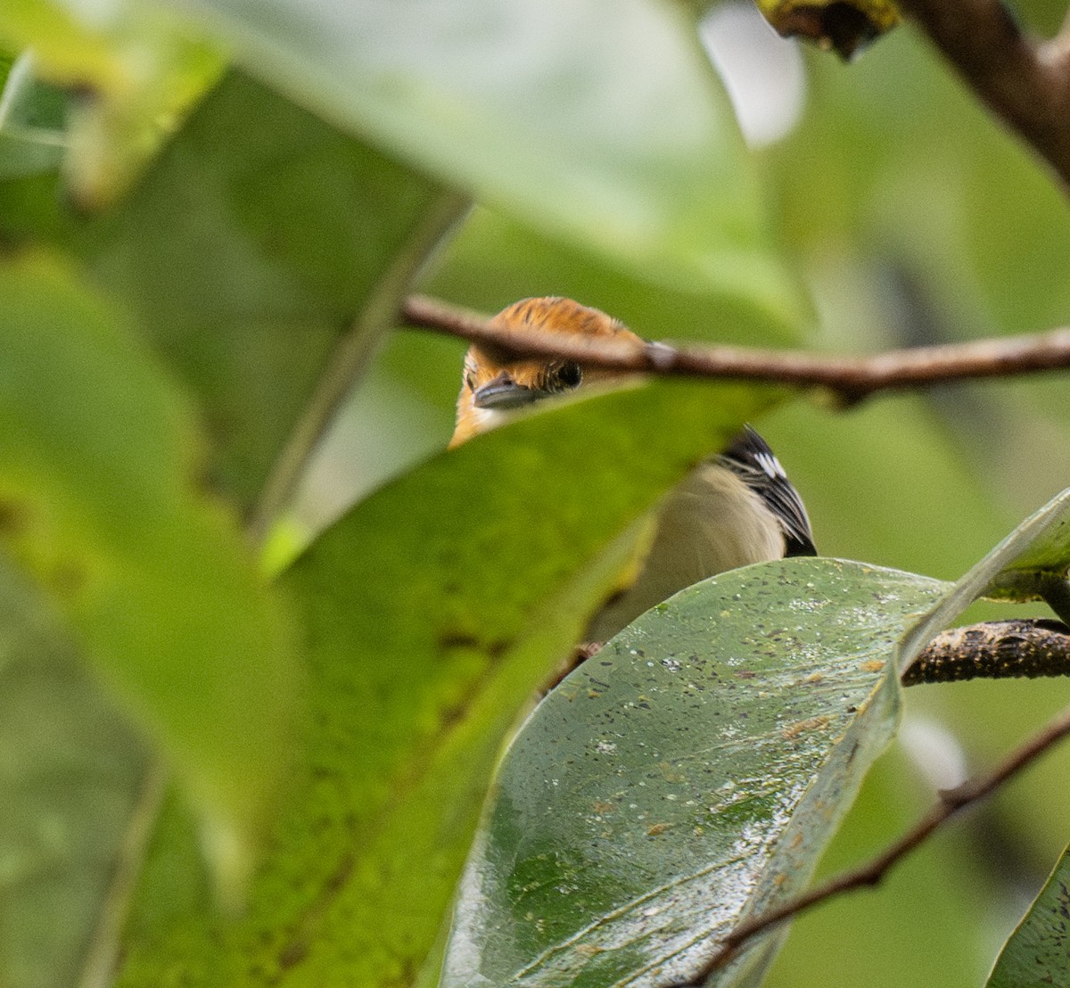 Pacific Antwren - ML638799246
