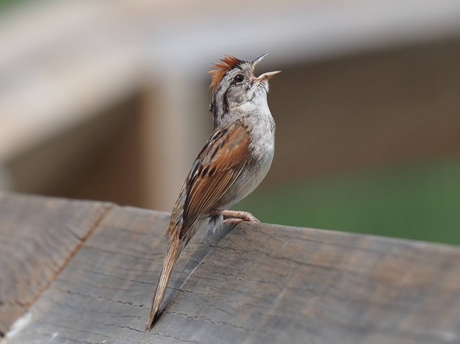 Swamp Sparrow - ML638799260