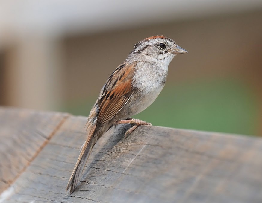 Swamp Sparrow - ML638799264