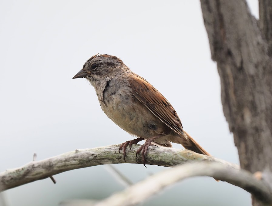 Swamp Sparrow - ML638799274