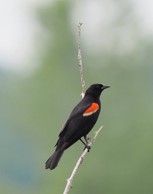 Red-winged Blackbird - ML638799281