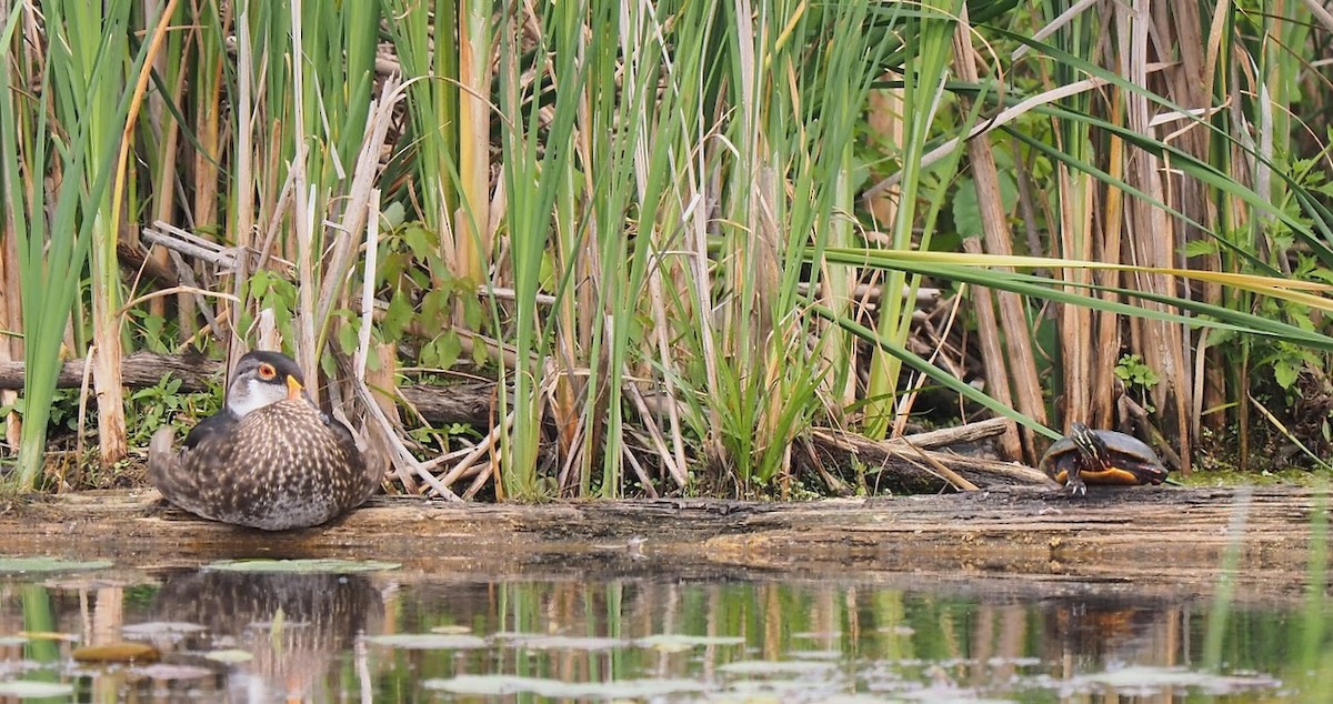 Wood Duck - ML638799285