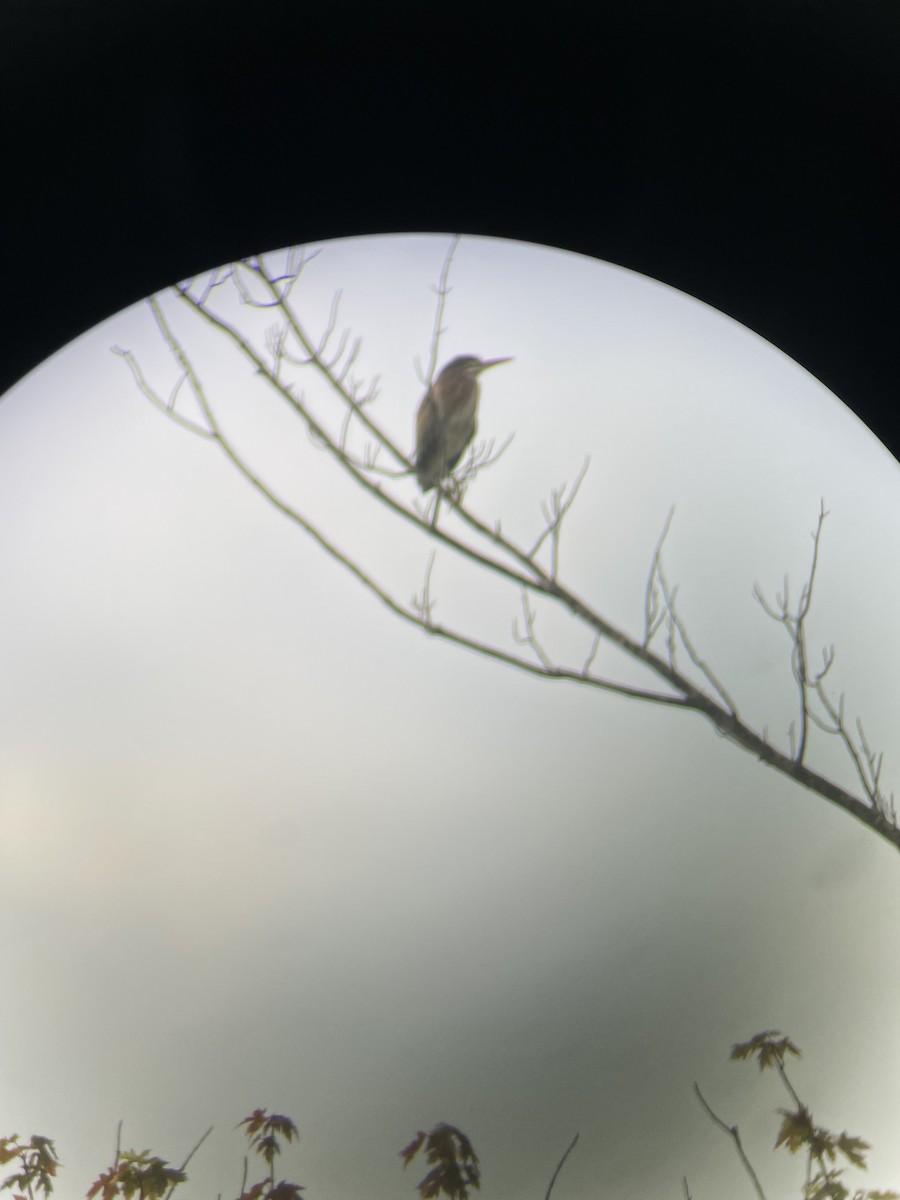 Green Heron - ML638799287