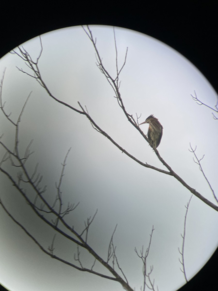 Green Heron - ML638799288