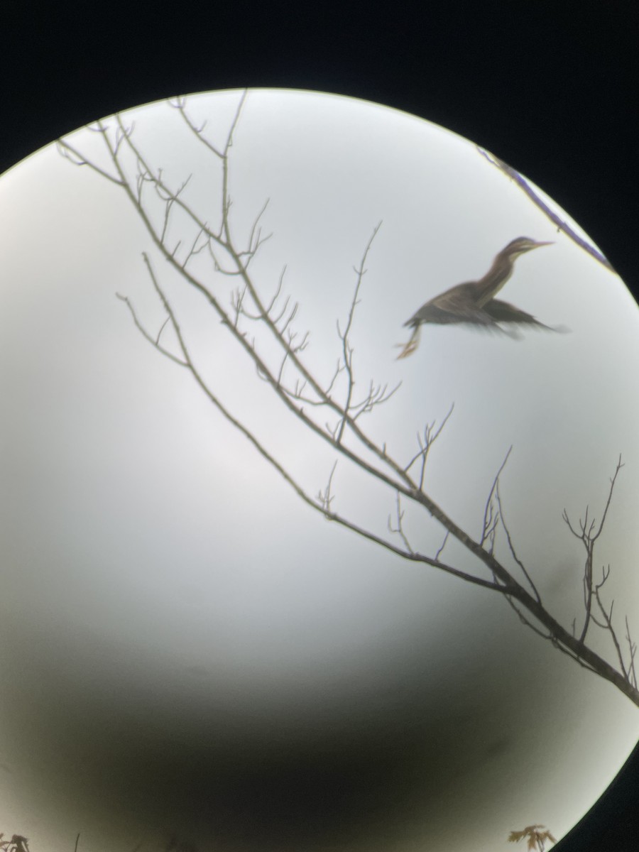 Green Heron - ML638799289