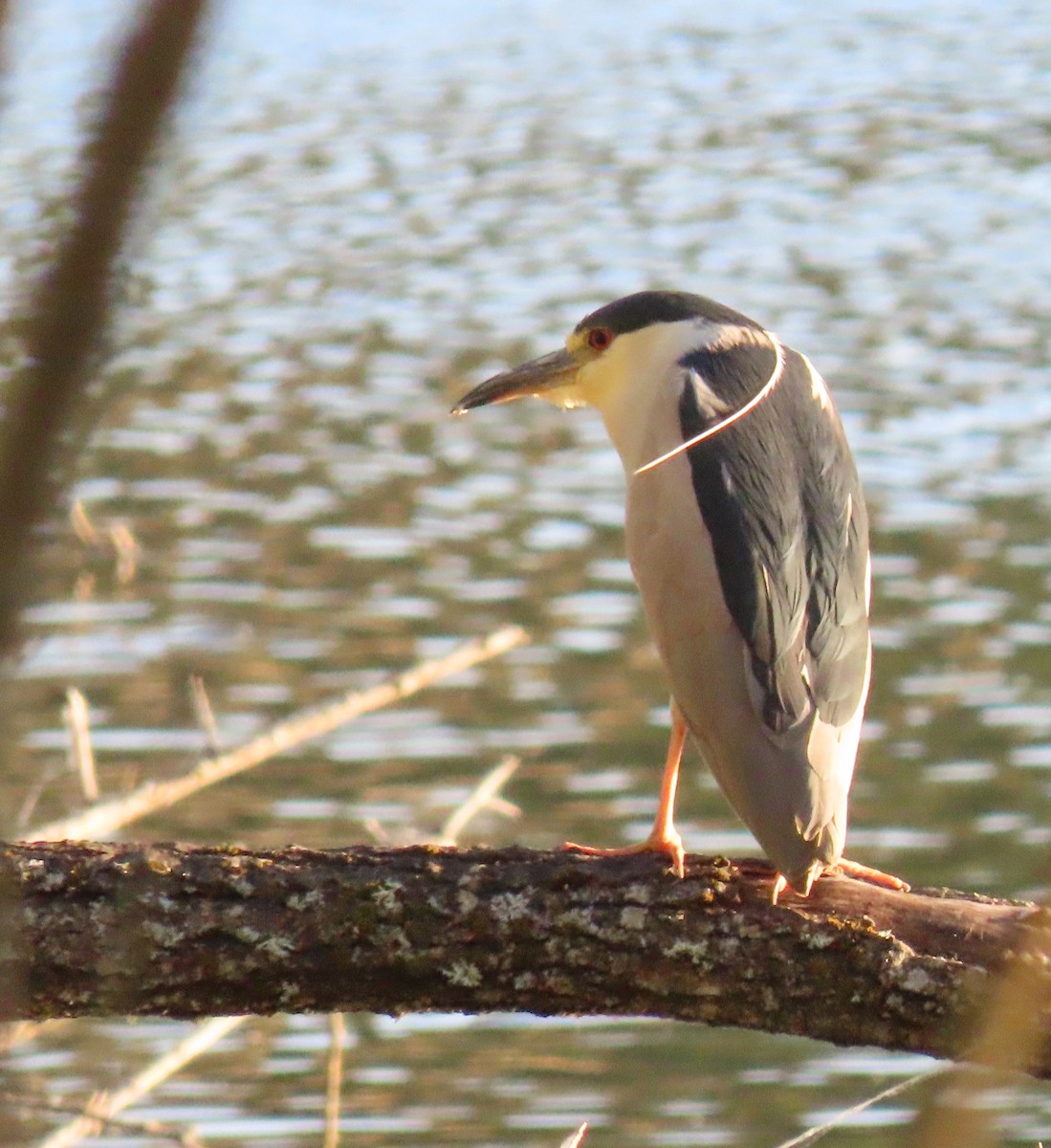 Black-crowned Night Heron - ML638799291