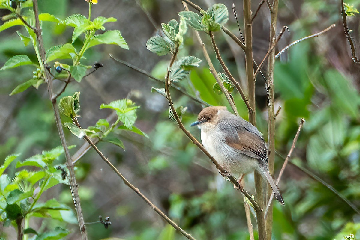cisticola sp. - ML638799300