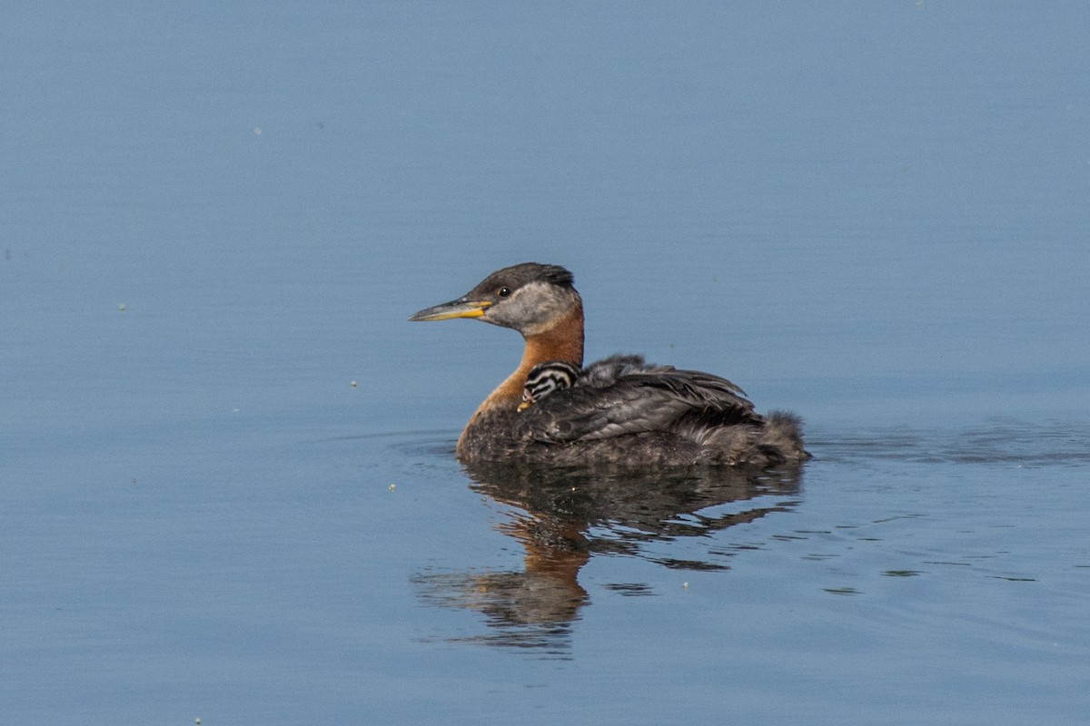 Red-necked Grebe - ML638799313