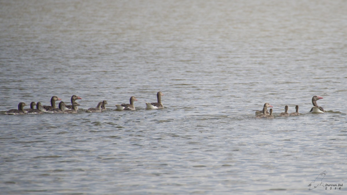 Graylag Goose - ML638799316