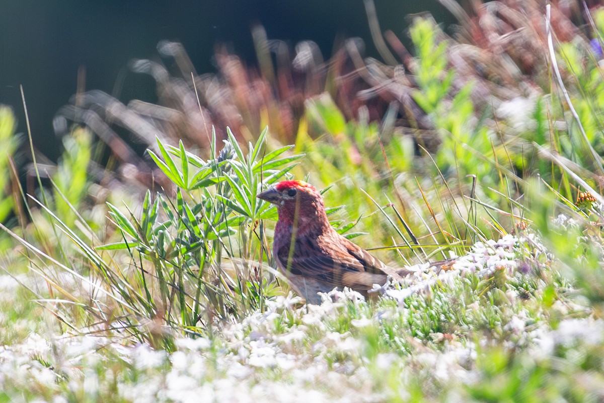 Cassin's Finch - ML638799334