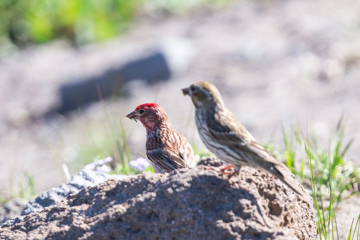 Cassin's Finch - ML638799335
