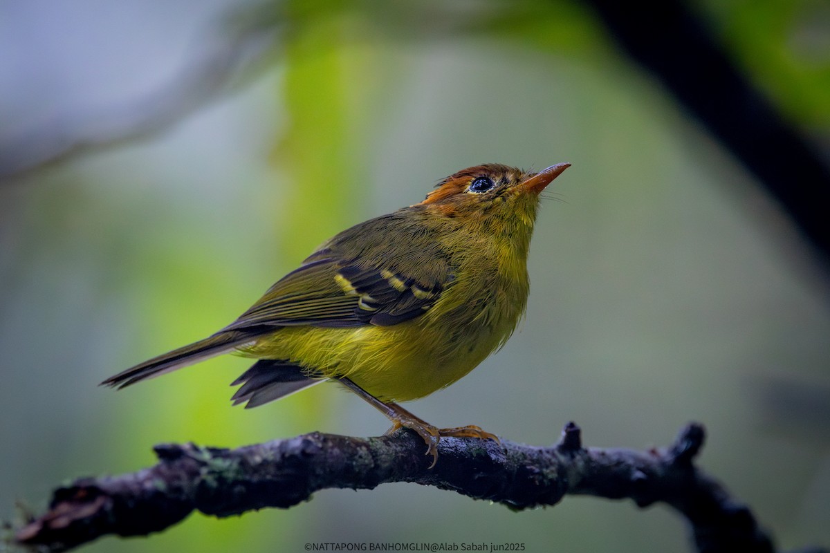 Yellow-breasted Warbler - ML638799359