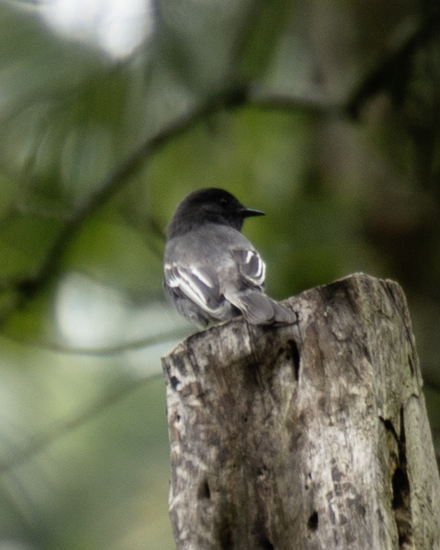 Black Phoebe - ML638799371