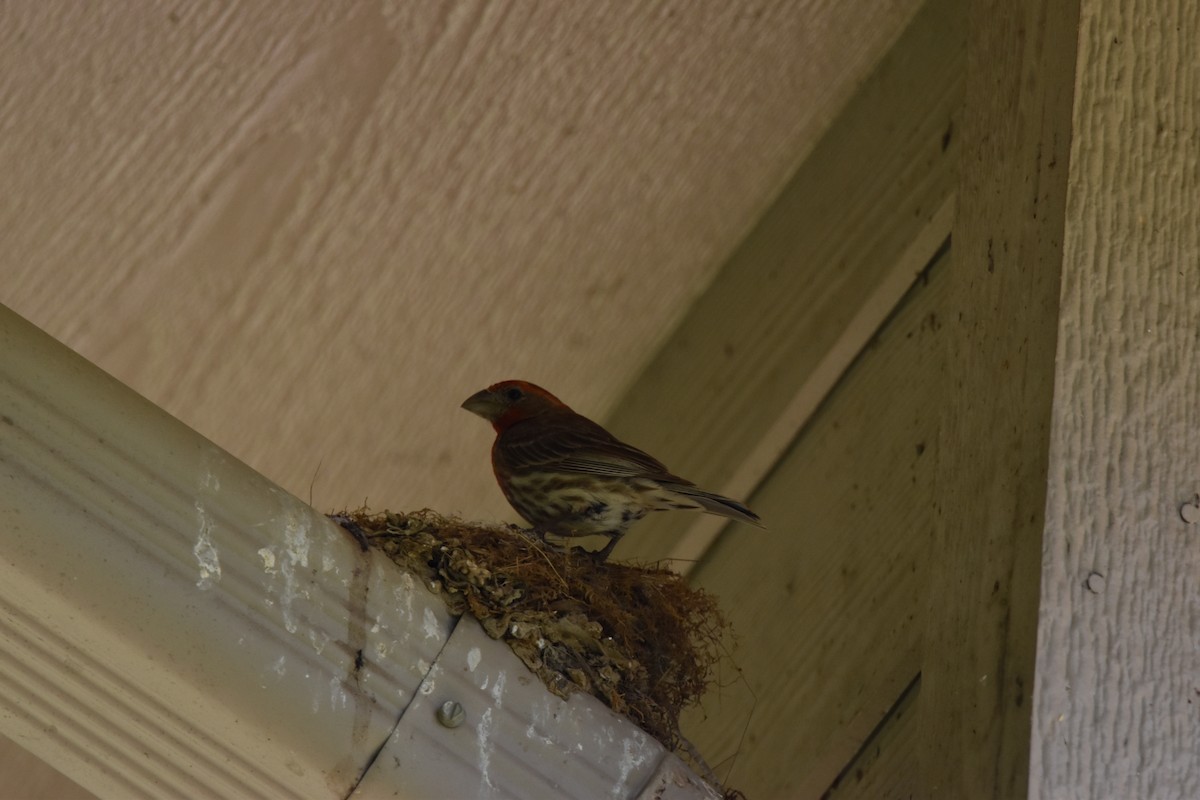 House Finch - ML638799380