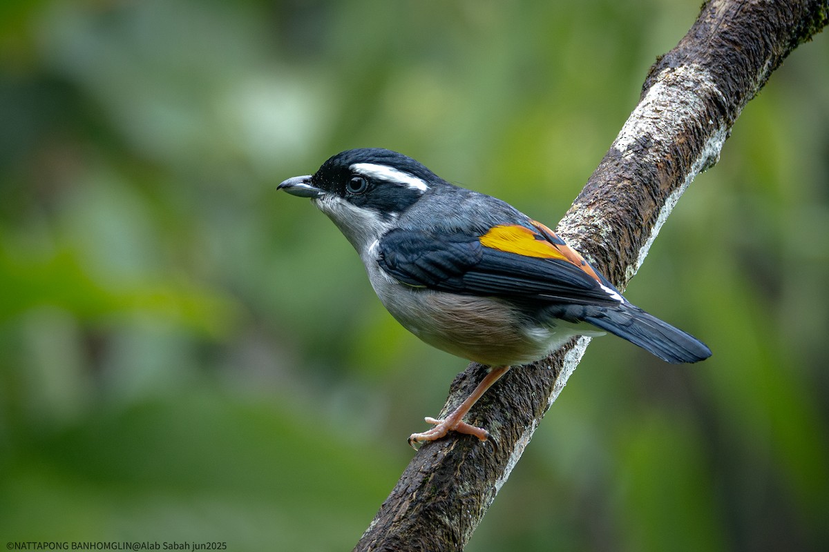 White-browed Shrike-Babbler - ML638799397
