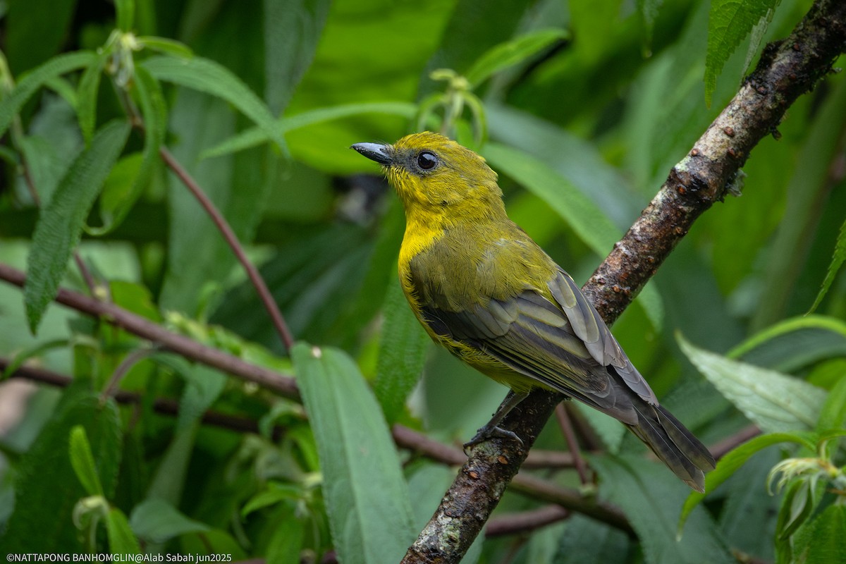 Bornean Whistler - ML638799402