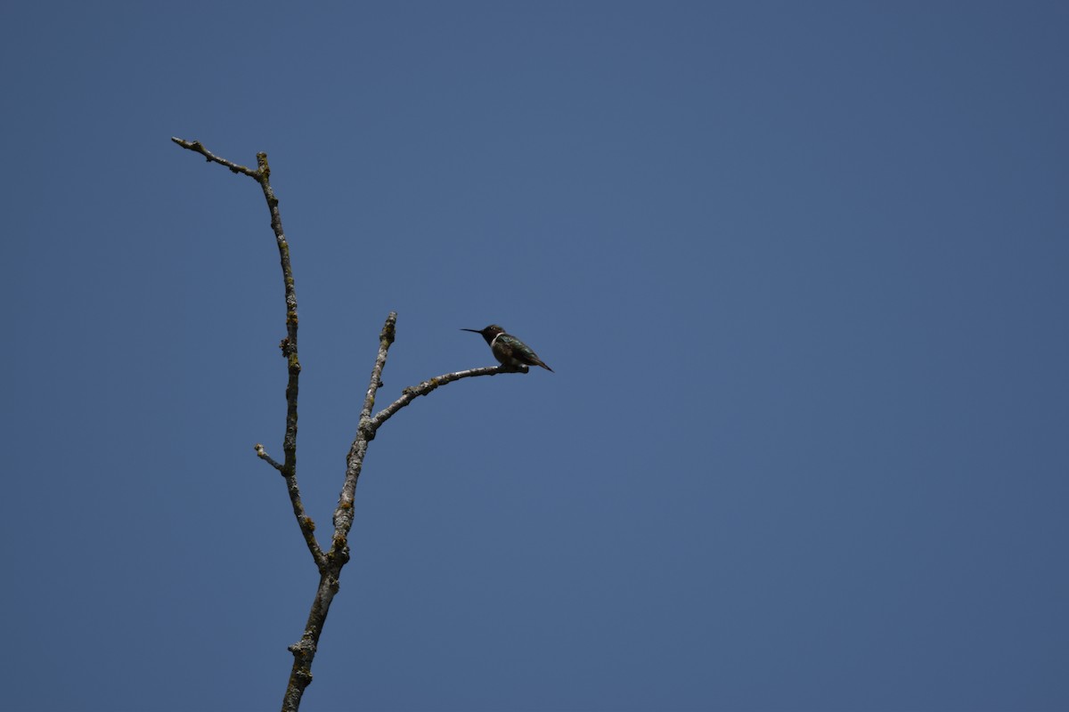 Ruby-throated Hummingbird - ML638799431