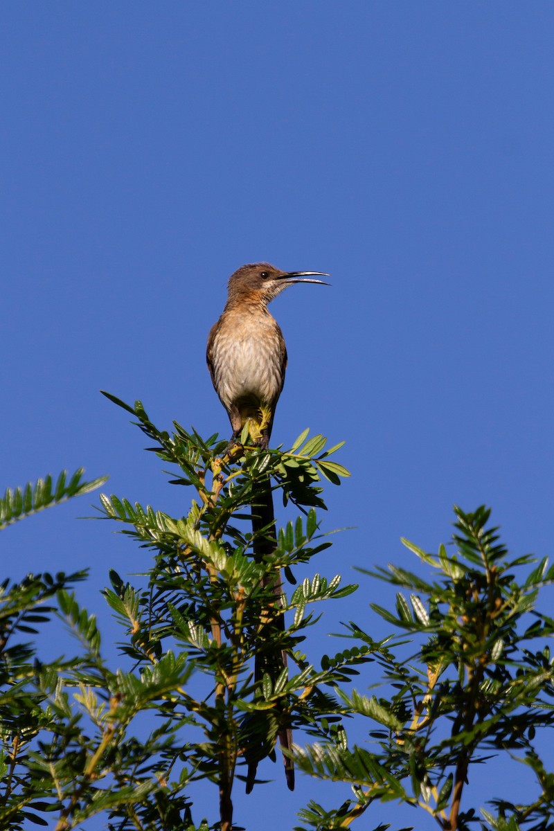 Cape Sugarbird - ML638799464