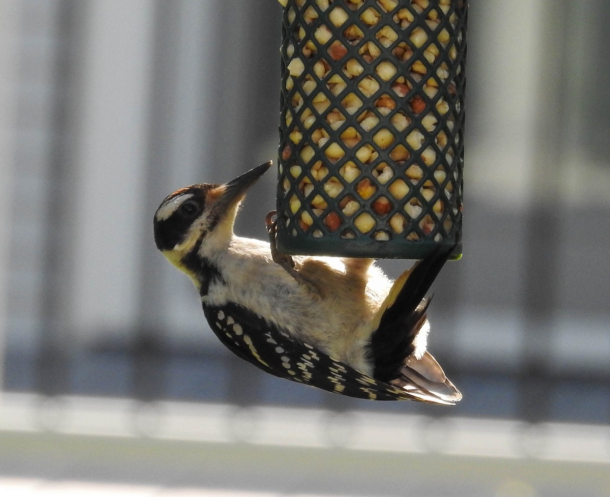 Hairy Woodpecker - ML638799481
