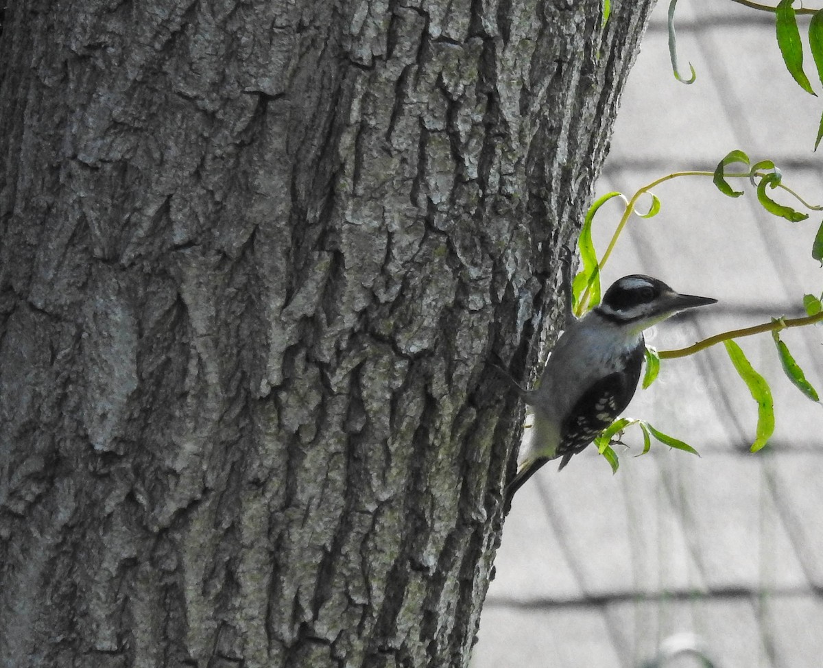 Hairy Woodpecker - ML638799489