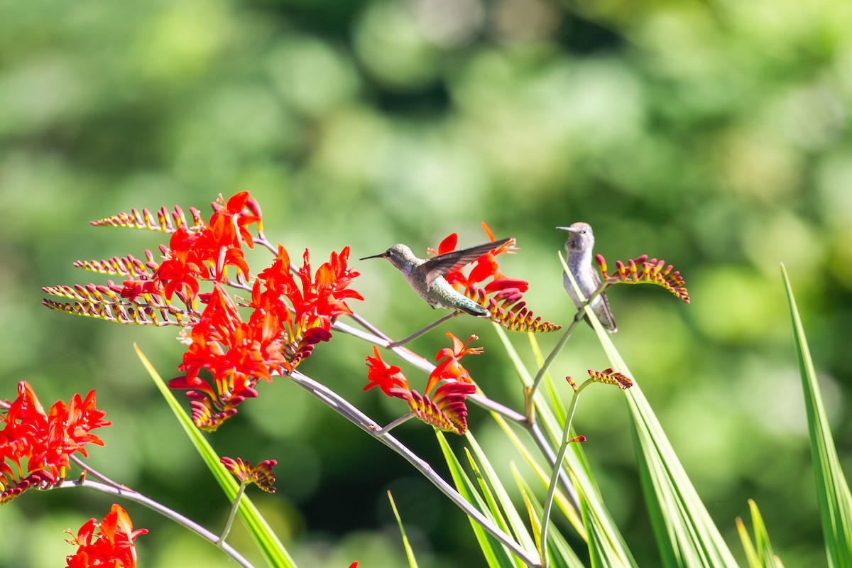 Anna's Hummingbird - ML638799491