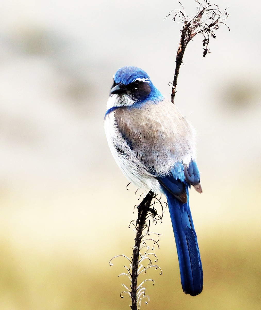 California Scrub-Jay - ML638799521