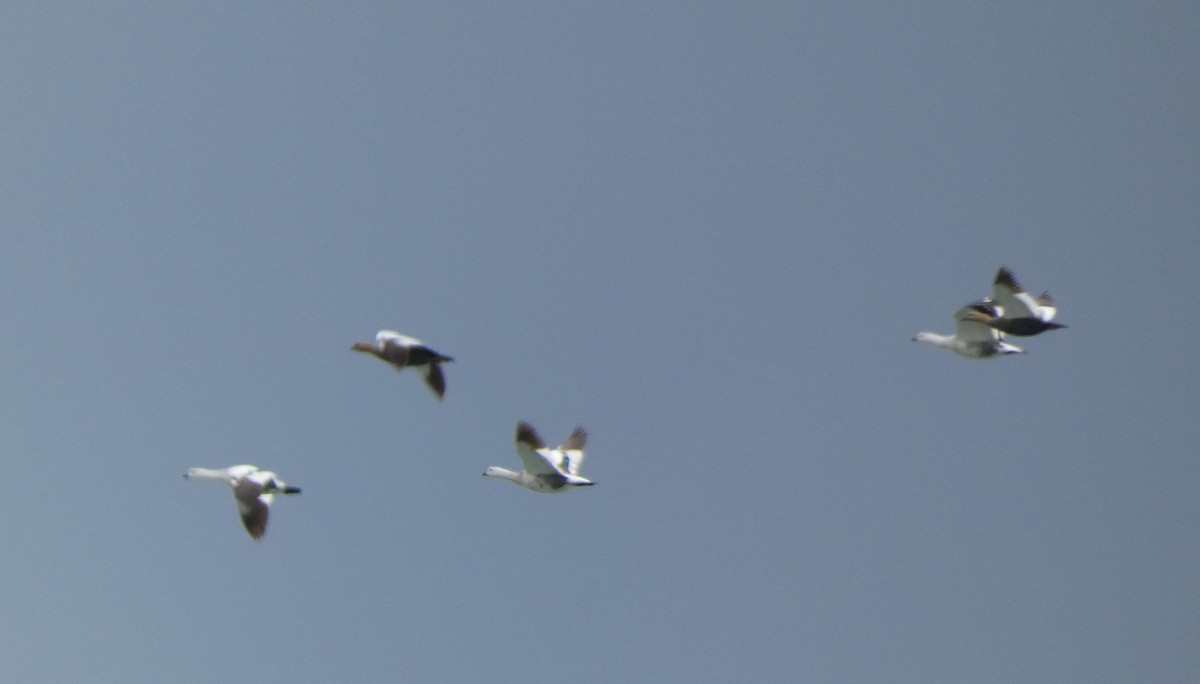 Upland Goose - ML638799549