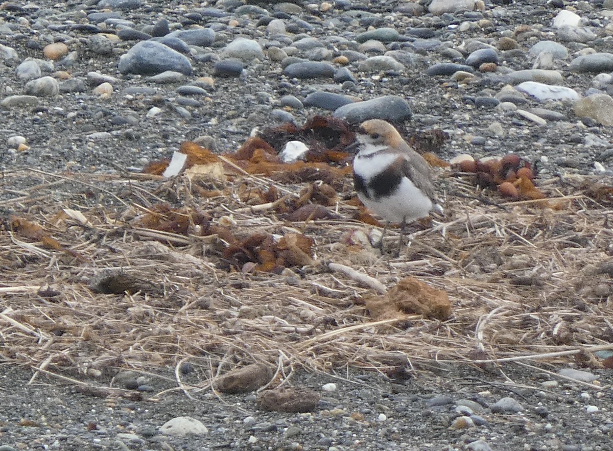 Two-banded Plover - ML638799559