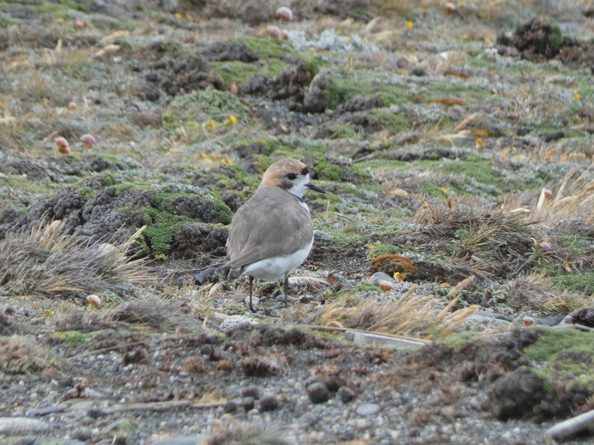 Two-banded Plover - ML638799560