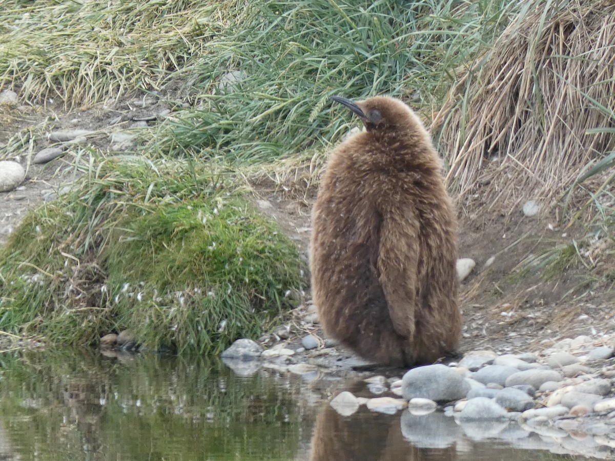 King Penguin - ML638799565