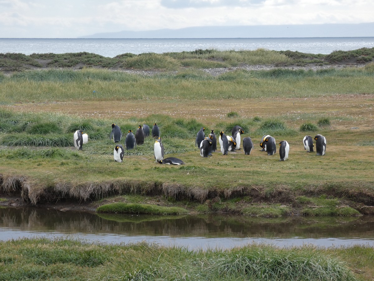 King Penguin - ML638799566
