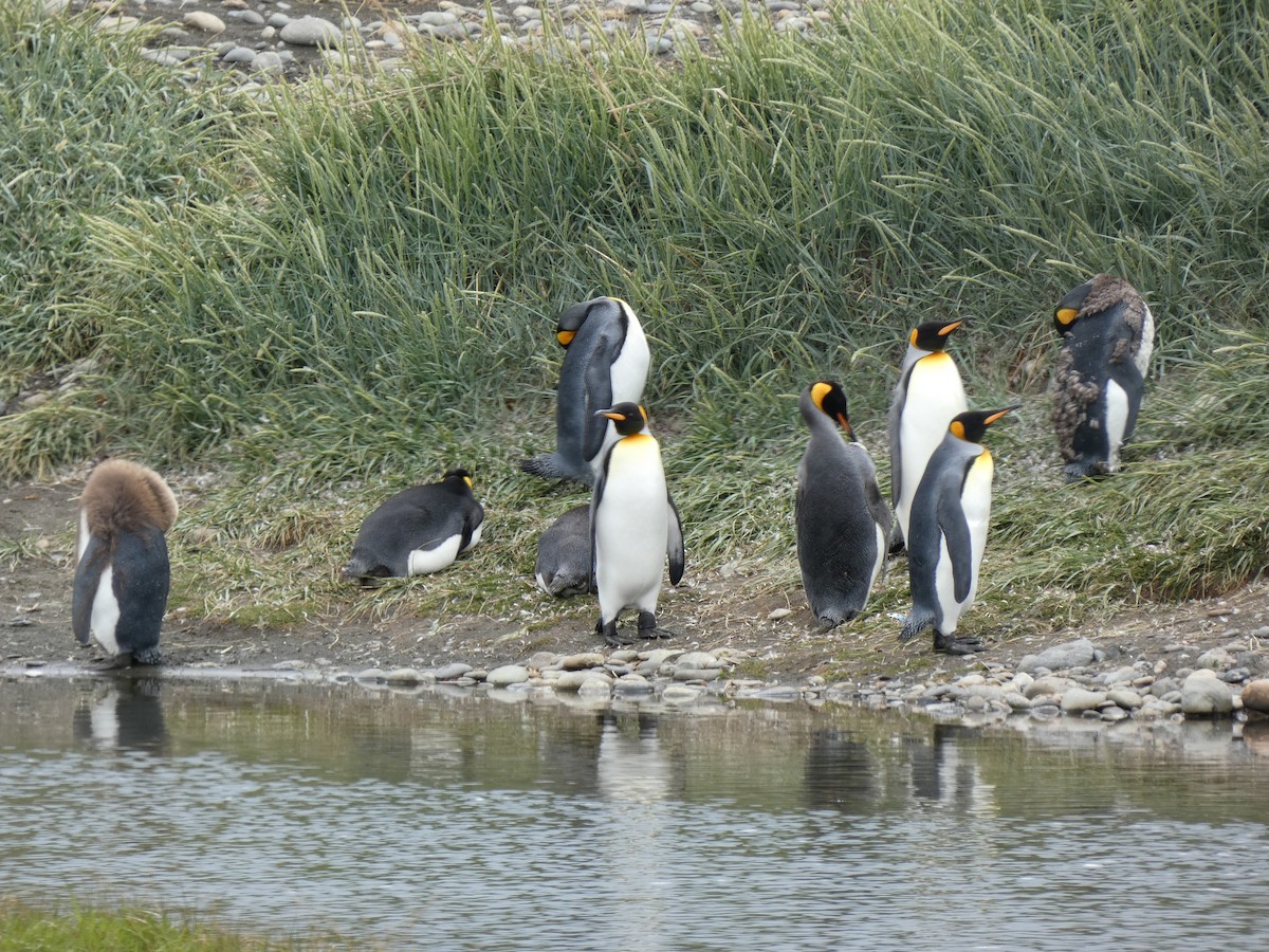 King Penguin - ML638799567